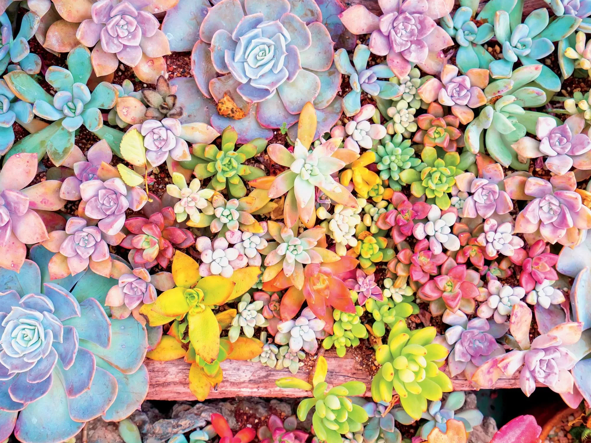 Ceaco Succulents - Pretty Pastels - 300 Piece Puzzle* Flowers Puzzles